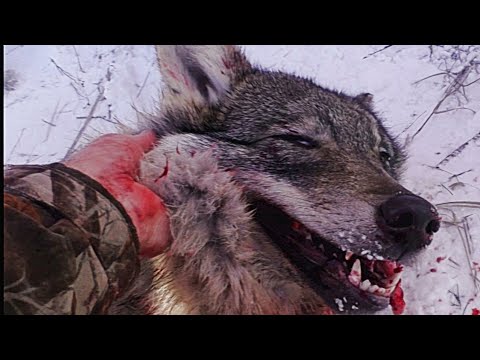 Видео: Загонная ОХОТА. ВОЛК. 26 декабря 2021г.