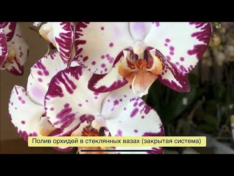 Видео: Полив орхидей в закрытой системе (стеклянные вазы)!👀❤️🌸