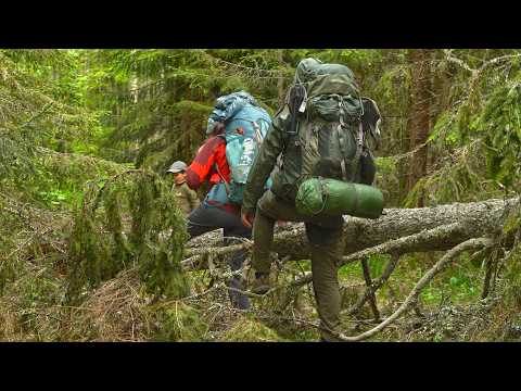 Видео: ПОХОД В ЛЕС С ПАЛАТКОЙ, СОБАКА И РЕБЕНОК НА ЛАДОГЕ