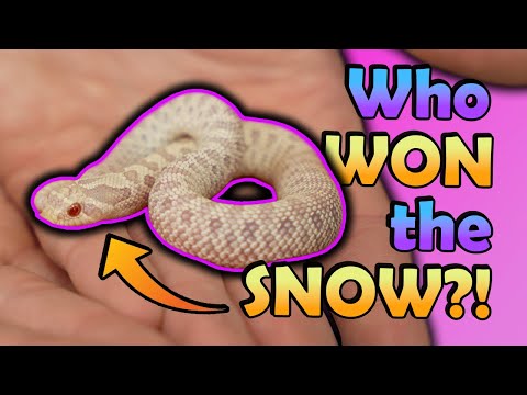Видео: Вылупление змей породы SNOW Hognose и розыгрыш призов!