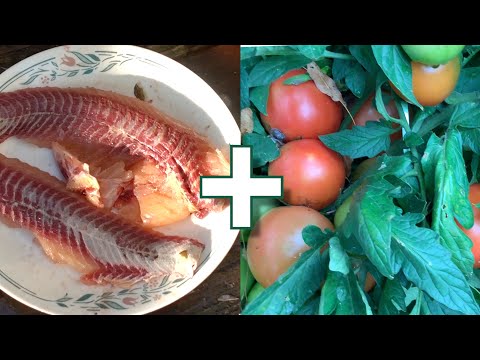 Видео: Сажаем помидоры с рыбой в лунке. Поразительный Результат!