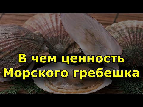Видео: В чем ценность Морского гребешка?