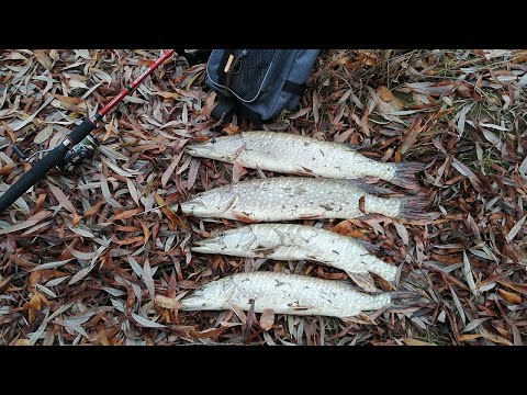 Видео: Осенняя ловля щуки с берега на спиннинг. С джигом по реке Ишим. Рыбалка на щуку в октябре.