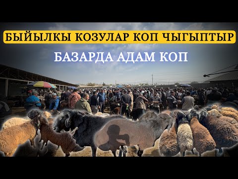 Видео: Жалал абад кой базары.  #малбазар2025 #койбазар #жалалабадмалбазары 