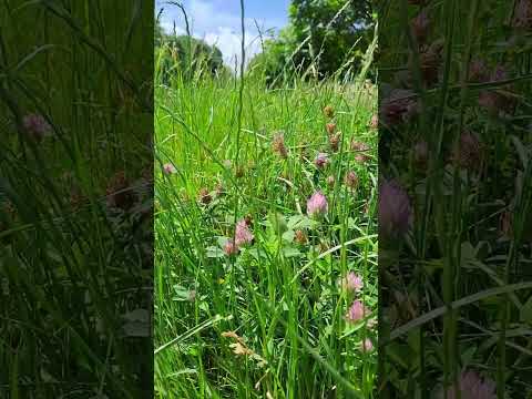 Видео: "Чебреці" (Пропливе у полях надвечір'я...)
