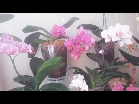 Видео: Закрытая система посадки орхидей, на что обратить внимание.