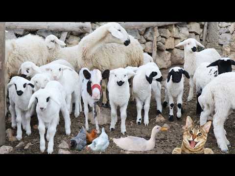 Видео: Познакомьтесь с милыми животными