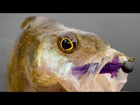 Видео: Мормышинг осенью в октябре. Новые приманки и уговаривание рыбы.