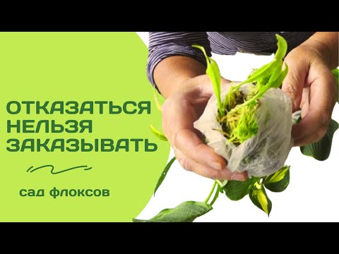 Видео: 7 новых садовых сокровищ. Распаковка хост из 'Садов флоксов'