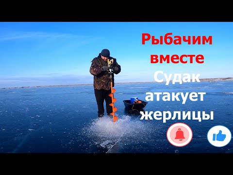 Видео: Судак атакует жерлицы