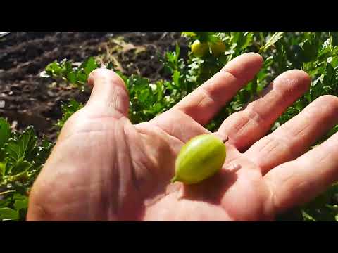 Видео: Кращі сорти агрусу в моєму садку.