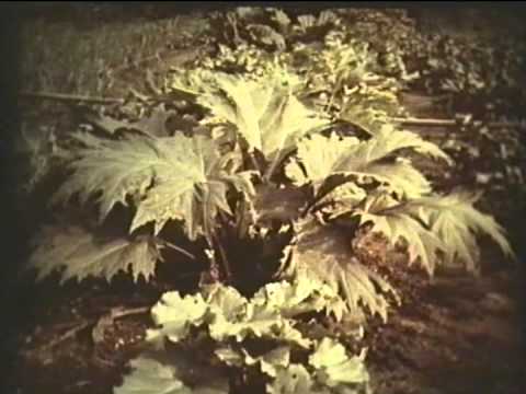 Видео: Сушка лекарственного растительного сырья