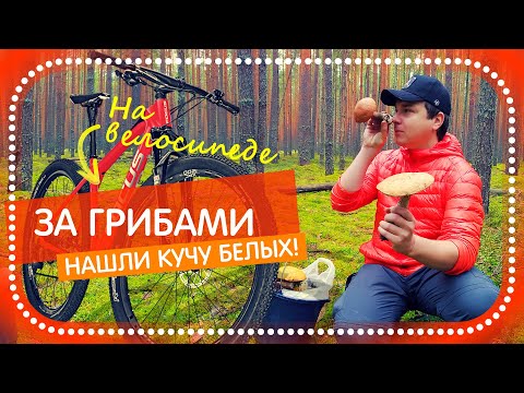 Видео: 🍄 ВПЕРВЫЕ И ТАКОЙ УРОЖАЙ... (ЗА ГРИБАМИ НА ВЕЛОСИПЕДЕ. СБОР ГРИБОВ В 🌲 ЛЕСУ. ЕЛЕ УНЕСЛИ ДОБЫЧУ)
