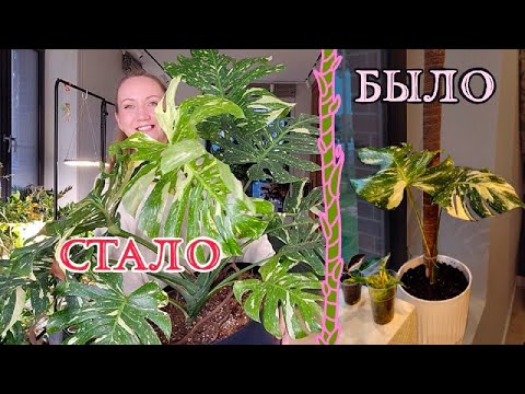Видео: Мои растения: БЫЛО | СТАЛО