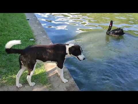 Видео: Сандански. Река Санданска Бистрица. Парка Св. Врач.