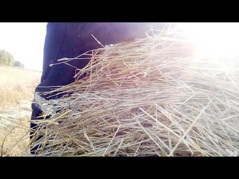 Видео: Петровка kz