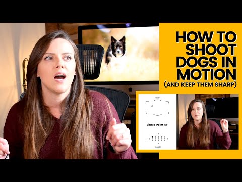 Видео: КАК ФОТОГРАФИРОВАТЬ БЕГУЩИХ СОБАК | Настройки для фотосъемки бегущих собак можно найти здесь!