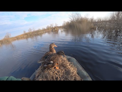 Видео: Ещё одна зорька с подсадными утками на весенней охоте 2023г.