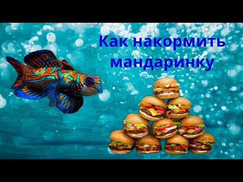Видео: Как накормить мандаринку