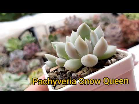 Видео: Суккуленты. Было-стало. Часть 9.