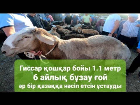 Видео: Меркі мал базары 21.07.2022  Қошқар келді бойы 1.1метр #Мерке#Узынагаш#Шу#Тараз#гиссар#Кордай#