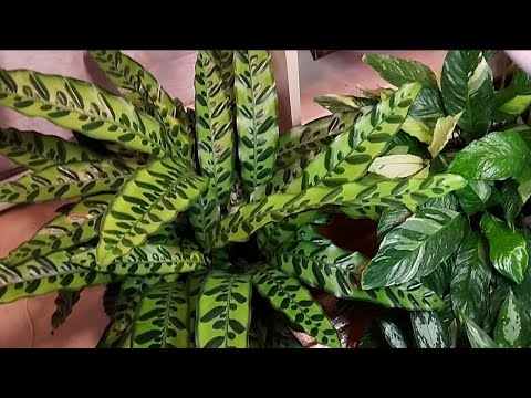 Видео: 🌿Зимний обзор комнатных растений №2🌿