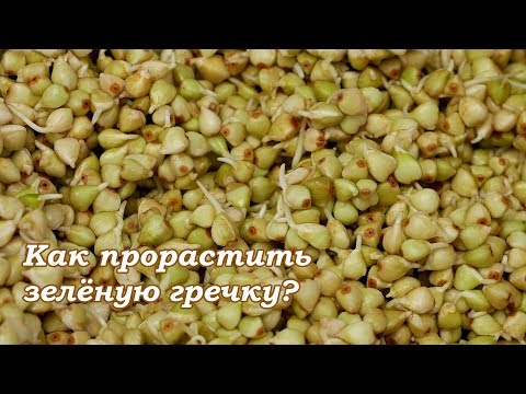 Видео: Как прорастить зелёную гречку?