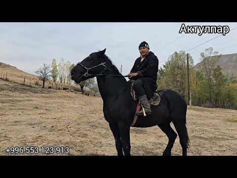 Видео: Чоң Ат издегендер гөргүлө 29 октября 2025 #атбазар #жылкыбазар 