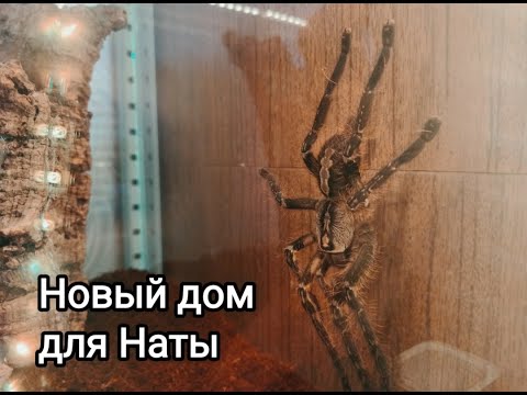 Видео: Пересадка паука - птицееда Poecilotheria Ornata