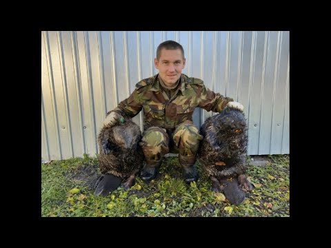 Видео: Приманка ЗАМАНУХА - 1 капкан КП 250, 2 бобра за 12 часов