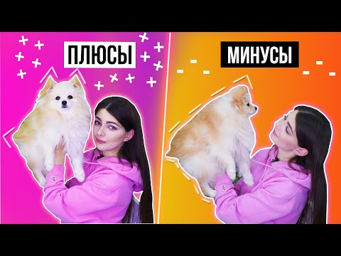 Видео: ПЛЮСЫ И МИНУСЫ ШПИЦА | ЧТО НУЖНО ЗНАТЬ