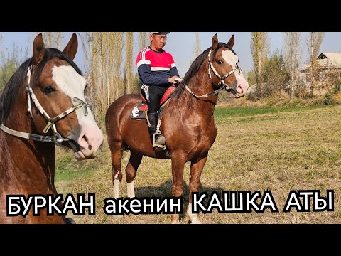 Видео: ЧЕМПИОН ИШТИ КЫЛАТ 🔥БУРКАН АКЕДЕ