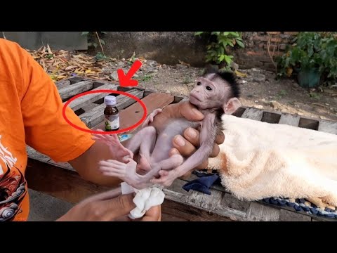 Видео: ЭТА БОЛЕЗНЬ ОБЕЗЬЯН ОПАСНА, ЕСЛИ ЕЕ НЕ ЛЕЧИТЬ НЕМЕДЛЕННО