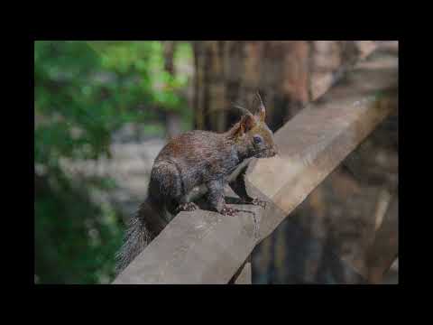 Видео: Слюдянка.Аршан(7-8.07.24)