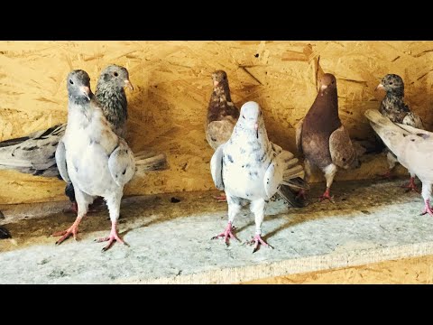 Видео: Мои Бакинские голуби и их здоровье/My Baku pigeons and their health.
