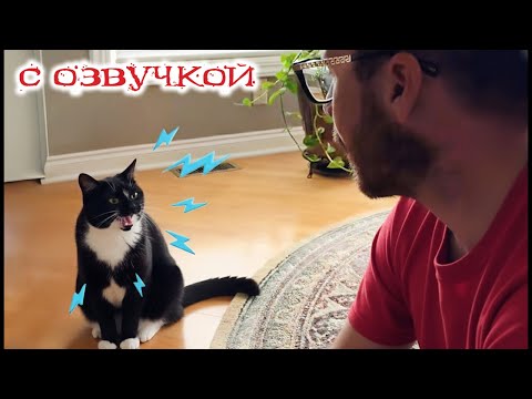 Видео: Приколы с котами! - СМЕШНЫЕ КОТЫ! С ОЗВУЧКОЙ! Самые смешные животные!