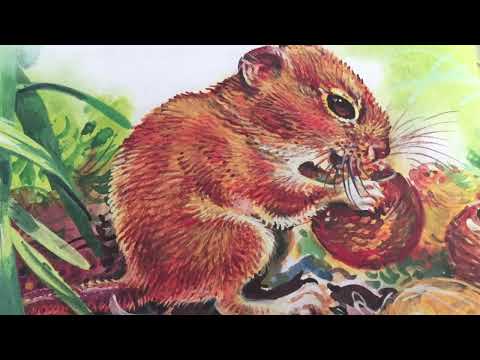 Видео: Мышонок Пик. Конец путешествия. Виталий Бианки