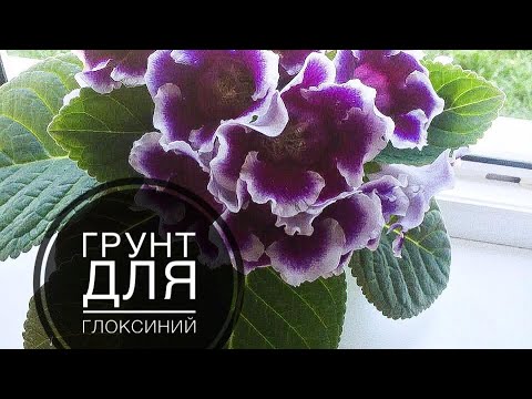 Видео: Правильный грунт для Глоксиний 🌺🔥