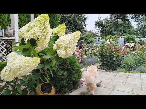 Видео: Лето прошло, а розы цветут 🐈‍⬛🌹🐈. Итоги сезона 2025
