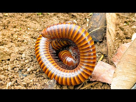 Видео: Невероятные моменты ловли насекомых в диком лесу 🌧️ | Канал о насекомых Каки Серибу #millipede