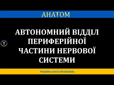 Видео: АВТОНОМНИЙ ВІДДІЛ ПЕРИФЕРІЙНОЇ ЧАСТИНИ НЕРВОВОЇ СИСТЕМИ