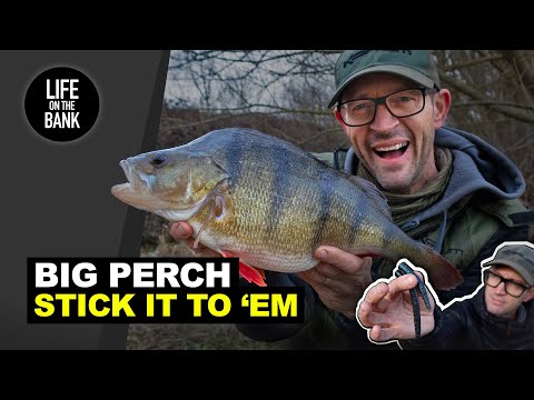 Видео: БОЛЬШОЙ ОКУНЬ НА ПРИМАНКУ — Ловля на приманки-стикбейты