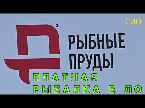 Видео: Платная рыбалка в ЛО #сио #рыбалка #видеодлявсех #питер