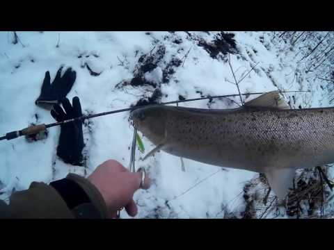 Видео: Симфония лососевых поклевок.