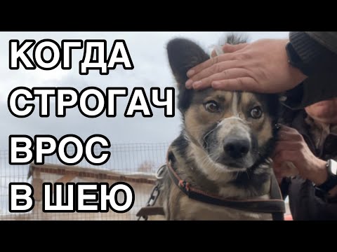 Видео: Спасение животных/ Пополнение в приюте «Хвостатое счастье»/ Строгач это опасно/ Часть 2