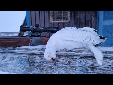 Видео: Охота на глухаря и белую куропатку с лайкой в тайге Кольского полуострова.