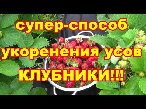 Видео: 100% укоренение усов садовой земляники,если посадите ее этим способом!