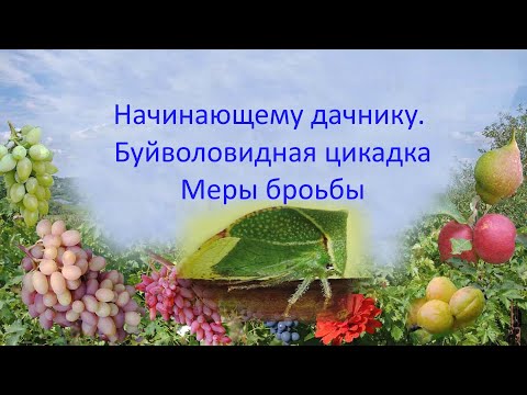 Видео: @Начинающему дачнику  Буйволовидная цикадка