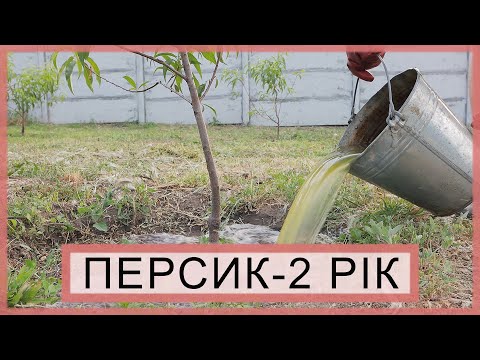 Видео: Персики. Другий рік (2022)