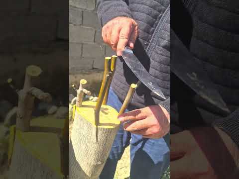 Видео: таҷрибаи пайванди чормағз.(1)